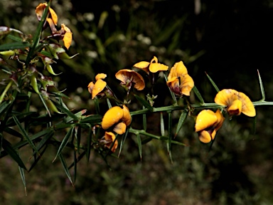 APII jpeg image of Daviesia ulicifolia subsp. ulicifolia  © contact APII