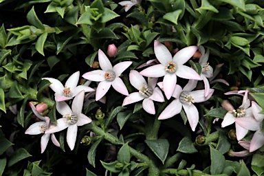 APII jpeg image of Philotheca buxifolia 'Cascade of Stars'  © contact APII