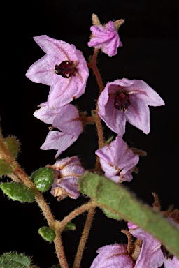 APII jpeg image of Thomasia sp. Big Brook (M.Koch 2373)  © contact APII