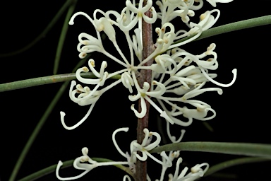 APII jpeg image of Hakea constablei  © contact APII