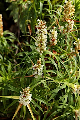 APII jpeg image of Dracophyllum oceanicum  © contact APII