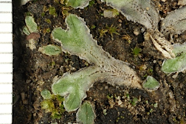APII jpeg image of Riccia lamellosa  © contact APII