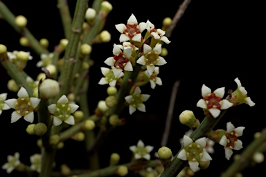 APII jpeg image of Choretrum pauciflorum  © contact APII