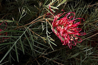 APII jpeg image of Grevillea 'Lollypops'  © contact APII