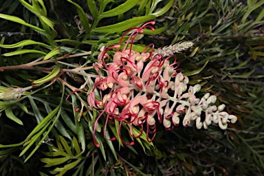 APII jpeg image of Grevillea 'Pink Profusion'  © contact APII