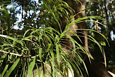 APII jpeg image of Dracaena angustifolia  © contact APII