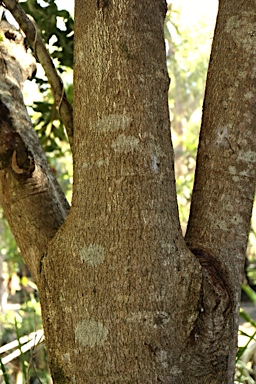 APII jpeg image of Macadamia integrifolia  © contact APII