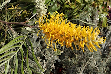 APII jpeg image of Grevillea 'Bush Lemons'  © contact APII