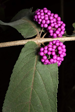 APII jpeg image of Callicarpa pedunculata  © contact APII