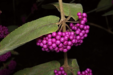 APII jpeg image of Callicarpa pedunculata  © contact APII