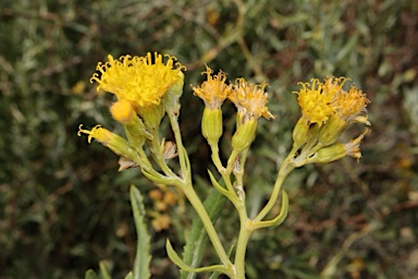 APII jpeg image of Senecio lanibracteus  © contact APII