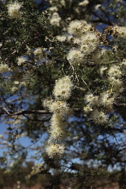 APII jpeg image of Kunzea occidentalis  © contact APII