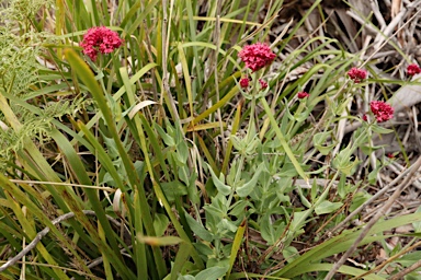APII jpeg image of Centranthus ruber  © contact APII