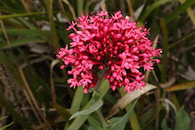 APII jpeg image of Centranthus ruber  © contact APII