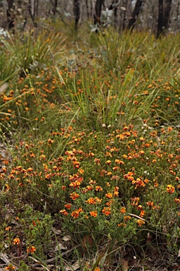 APII jpeg image of Pultenaea subspicata  © contact APII