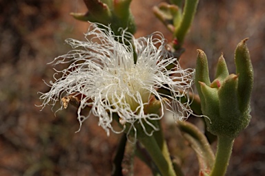 APII jpeg image of Mesembryanthemum guerichianum  © contact APII