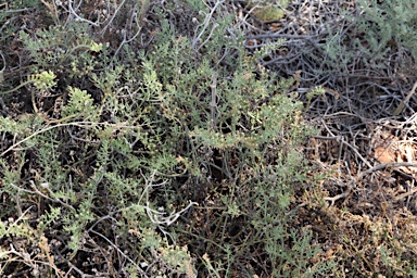 APII jpeg image of Mesembryanthemum granulicaule  © contact APII
