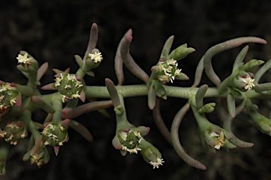 APII jpeg image of Mesembryanthemum granulicaule  © contact APII