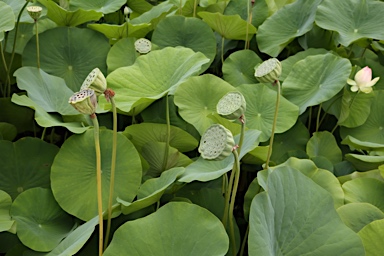 APII jpeg image of Nelumbo nucifera  © contact APII