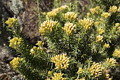 APII jpeg image of Ozothamnus turbinatus  © contact APII