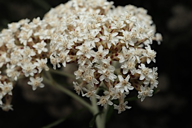 APII jpeg image of Ozothamnus ferrugineus  © contact APII