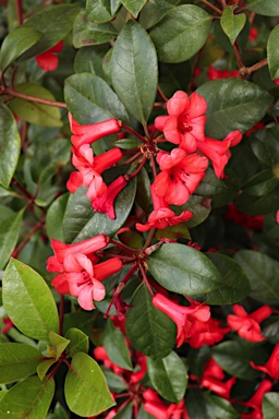 APII jpeg image of Rhododendron viriosum  © contact APII