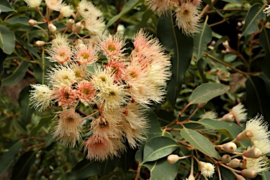 APII jpeg image of Corymbia ficifolia 'Salmon Mousse'  © contact APII