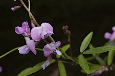 APII jpeg image of Glycine microphylla  © contact APII