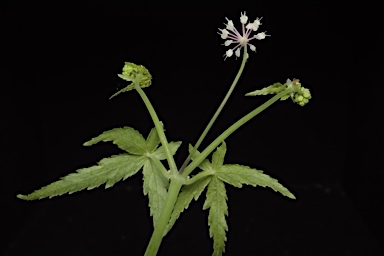 APII jpeg image of Trachymene geraniifolia  © contact APII