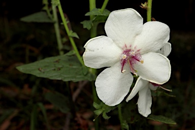APII jpeg image of Verbascum blattaria  © contact APII