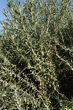 APII jpeg image of Olearia axillaris  © contact APII