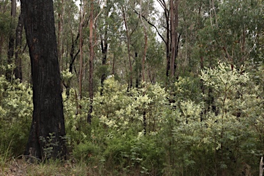 APII jpeg image of Acacia  © contact APII