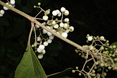 APII jpeg image of Callicarpa longifolia  © contact APII