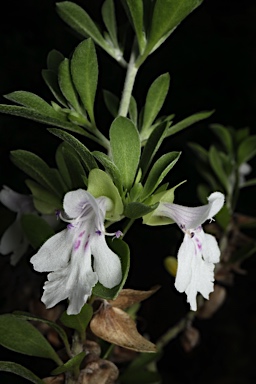 APII jpeg image of Prostanthera clotteniana  © contact APII
