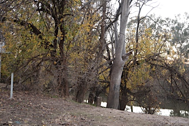 APII jpeg image of Maclura pomifera  © contact APII