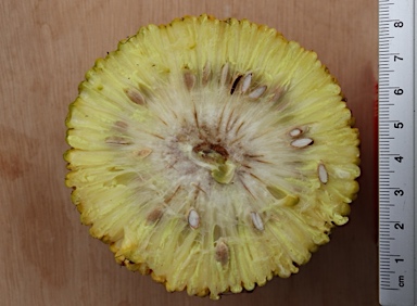 APII jpeg image of Maclura pomifera  © contact APII