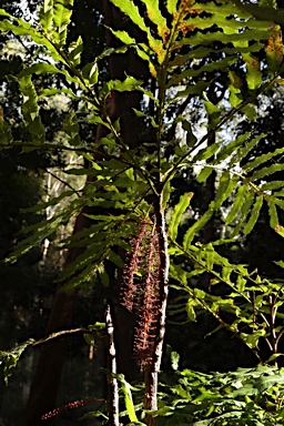 APII jpeg image of Hicksbeachia pinnatifolia  © contact APII