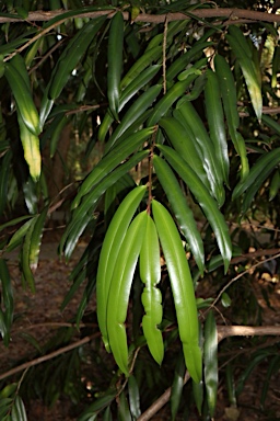 APII jpeg image of Podocarpus dispermus  © contact APII