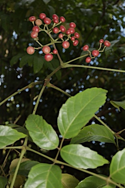 APII jpeg image of Leea novoguineensis  © contact APII