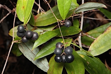 APII jpeg image of Smilax glyciphylla  © contact APII