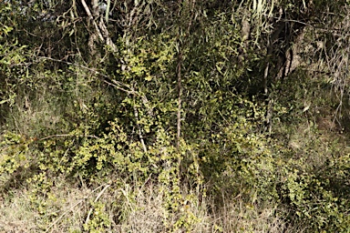 APII jpeg image of Carissa ovata  © contact APII