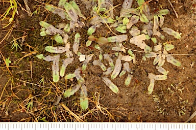 APII jpeg image of Riccia vesiculosa  © contact APII