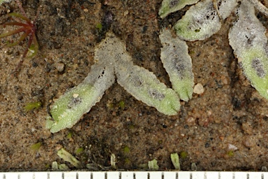 APII jpeg image of Riccia vesiculosa  © contact APII