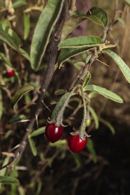 APII jpeg image of Solanum parvifolium subsp. parvifolium  © contact APII