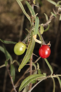 APII jpeg image of Solanum parvifolium subsp. parvifolium  © contact APII
