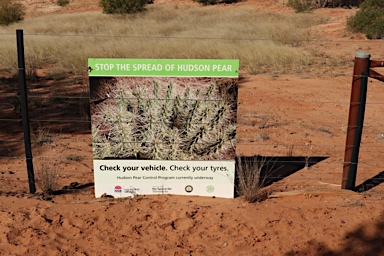 APII jpeg image of Cylindropuntia pallida  © contact APII