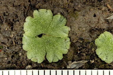 APII jpeg image of Riccia crystallina  © contact APII