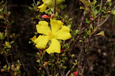 APII jpeg image of Hibbertia monogyna  © contact APII