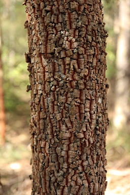 APII jpeg image of Myrsine variabilis  © contact APII