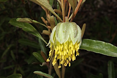 APII jpeg image of Diplolaena microcephala  © contact APII